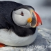 puffin_atlantic_msi_h_1598_can1219.jpg